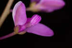 Scalloped milkwort